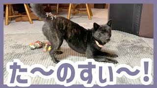 【甲斐犬】家にあるオモチャを全部とっ散らかして派手に遊ぶツムギが可愛すぎる！