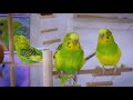 relax your anxious or stressed budgie