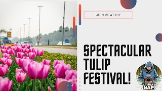 Tulip Bliss: A Cinematic Escape #tulipfestival