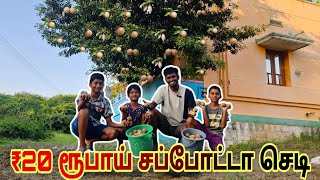 ₹20 ரூபாய்க்கு வாங்கிய சப்போட்டா மரத்தில் ஆயிரத்துக்கும் சப்போட்டா பழங்கள் #fruit #organic #நர்சரி