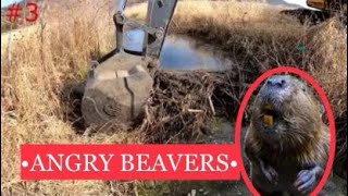 BUSTING 4 BEAVER DAMS WITH EXCAVATOR