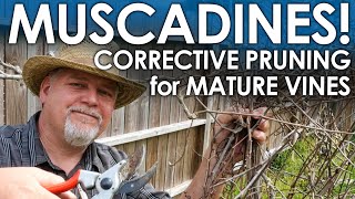 Mature Muscadine Grapes - Corrective Pruning || Black Gumbo