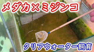 【めだか】針子・稚魚の育成。メダカとミジンコでクリアウォーター飼育。Ｂ型おやじ