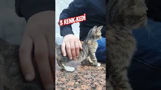 3 Renk Kedi | #kitten #cat