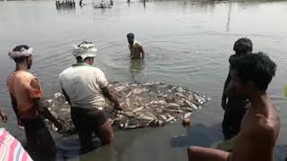 Telangana Fisheries Season 3 Harvesting Yelliah Cheruvu Bansuwada M Kamareddy Dist 4