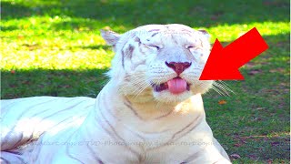 friends prank and surprising with baby tiger!!!!