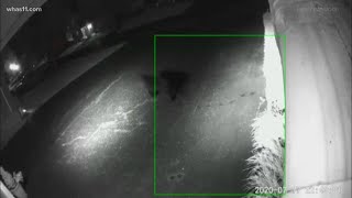 Bear appearing in Metro Louisville
