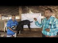 sucess story of konkan kanyal goats at mr agnelo farm 1