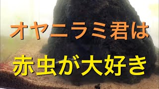 【アクアリウム 熱帯魚】オヤニラミと南米淡水フグ