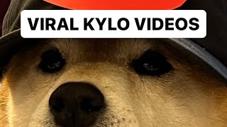 Shiba Videos to Cure Your Depression - 3