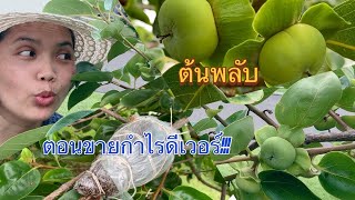 ขยายพันธุ์ต้นพลับกันคะ