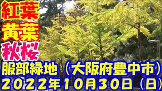 服部緑地 （大阪府豊中市）では紅葉、黄葉が進み、コスモスが満開を迎えています。西中央広場ではキッチンカーが出店、横の広場ではガレージセールが行われていました。　2022 10 30