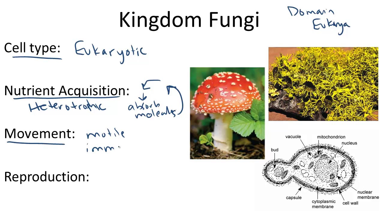 Fungi Kingdom Examples Fungi Kingdom Psd High Quality Free Psd