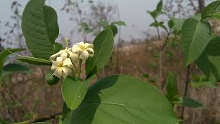 Holarrhena pubescens: an important small tree of Odisha