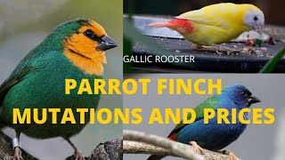 PARROT FINCH MUTATIONS AND PRICES 2😍2👍FIRST IN YOUTUBE