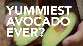 Yummiest Avocado Ever?