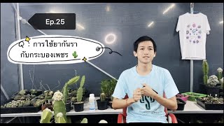 ถามมา - ตอบไป EP.25 การใช้ยากันรากับกระบองเพชร