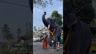 ആറ്റിങ്ങൽ തിരുവറാട്ടുകാവ് കാളിദാസൻ 🐘❤️‍🔥 | Attingal Kalidasan | #keralaelephant #shorts