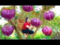 Harvest  Purple Star Apple Goes To Market Sell | Gardening And Cooking | Lý Song Ca