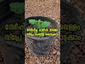 ജമന്തി ചെറിയ തണ്ടു മതി kerala garden ideas youtubeshorts trendingshorts