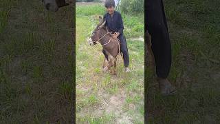 #donkey and Boy|#donkey #riding