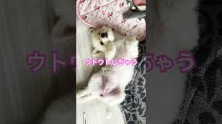 お昼寝 #癒し #love #チワマル#子犬