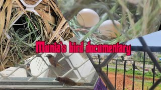 Munia's bird documentary part 1.....