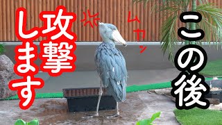 FUTABA,the shoebill ずっと気に入らなかったアイツをついに攻撃!ハシビロコウふたばちゃん!【ちょっと昔のふたば2020年9月-10】掛川花鳥園のハシビロコウふたば