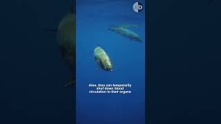 How Do Beaked Whales Dive So Deep?