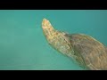 Turtles at Barcelo Maya Palace