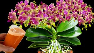 This glass of magic water will help withered orchids recover and bloom continuously