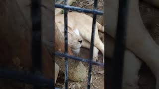 夏風♦⑭ホワイトライオン・白獅子・リズムちゃん・沖縄こどもの国・・・White_Lion・Okinawa Zoo \u0026 Museum(20230502)