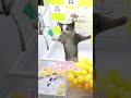 【やばばばw】オンラインクレーンゲームの倉庫見学をしてきたww 猫ミーム オンラインクレーンゲーム オンクレ