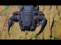 the amazon rainforest of peru at night nature 4k