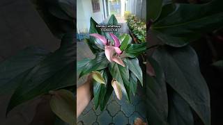 Whatsapp 7034020708ഈ ചെടി വാങ്ങാം /Gardening Malayalam/Aglonima/Zain World