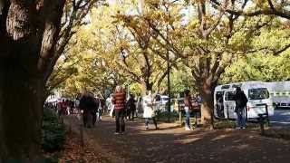 明治神宮外苑　イチョウ並木の紅葉　２０１５．１１．２４　Meiji Shrine Gaien