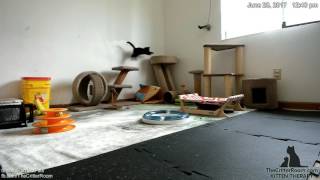 Hurricane Kittens - Afternoon Playtime 2017-06-28