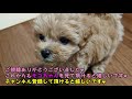 【マルプー】モコちゃんの朝❤ healing puppy 귀여운 강아지