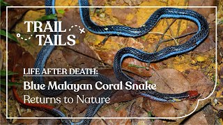 Life After Death — Blue Malayan Coral Snake (Calliophis bivirgatus) returning to Nature; Trail Tails