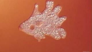 amoeba locomotion