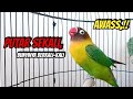 Suara Lovebird Ngekek Panjang Paling DISUKAI Cepat Bikin NYAUT, PUTAR SEKALI Bunyinya BERKALI KALI