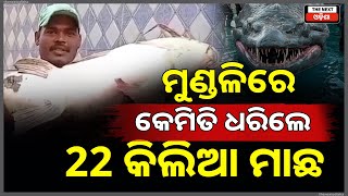 A Giant 22 Kilogram Fish Caught in Mundali – Watch the Exciting Scene!