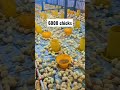 6000 chicks #chicks #farm #animals