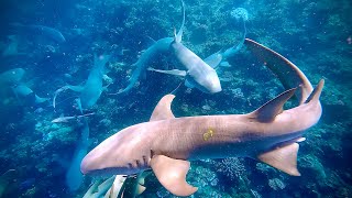 SHARK PARADISE! THE AMAZING BEQA LAGOON IN FIJI in 4K