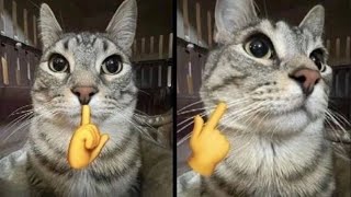 Funny Moments of Cats | Funny Video Compilation - Just Cats #60