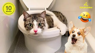 FUNNIEST Pets of 2024🤣 Best Videos of the Year