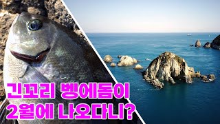 [락키쇼어] 2월에 긴꼬리 벵에돔이 나오다니?! / 거제도 여차 감성돔 낚시