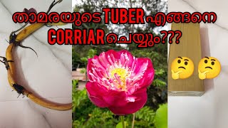 താമരയുടെ കിഴങ്ങ് corriar ചെയ്യുന്നവധം || how to corriar a lotus tuber.