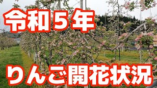 令和５年りんご開花状況