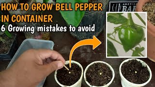 PAANO MAGTANIM NG BELL PEPPER O ATSAL SA CONTAINER at 6 growing mistakes to avoid